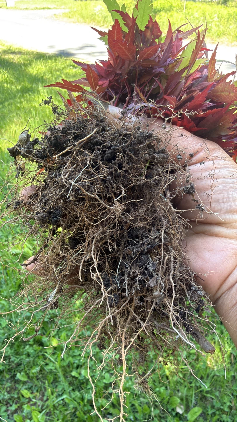 Japanese Maple Sapling - Crimson Queen - photo 4