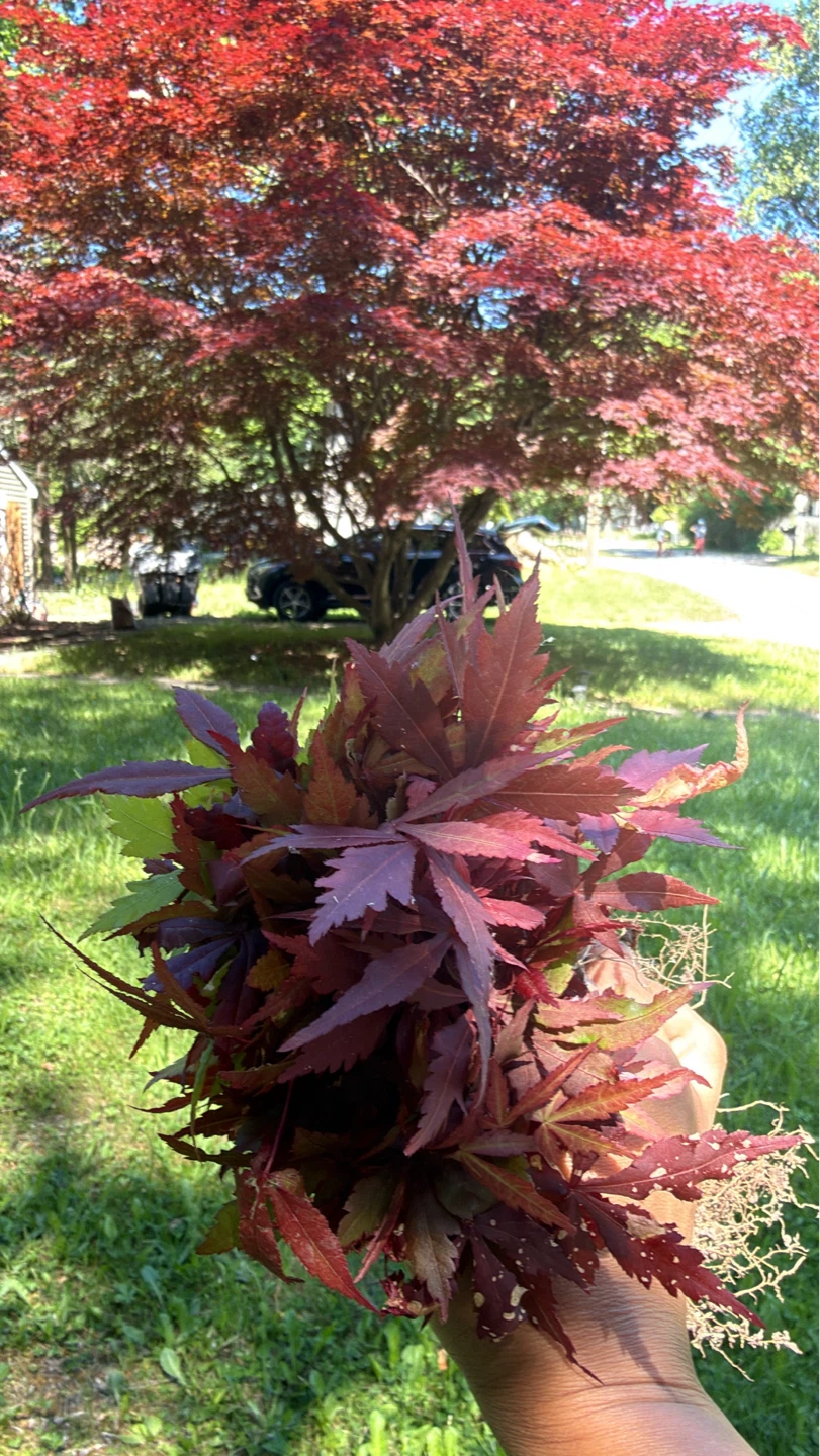 Japanese Maple Sapling - Crimson Queen - photo 3