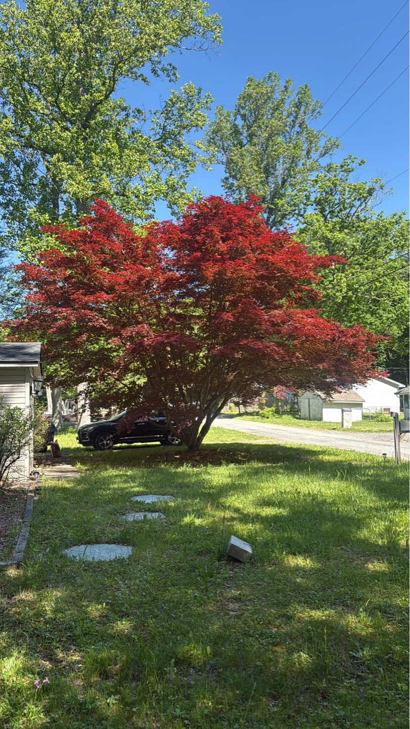 Japanese Maple Sapling - Crimson Queen