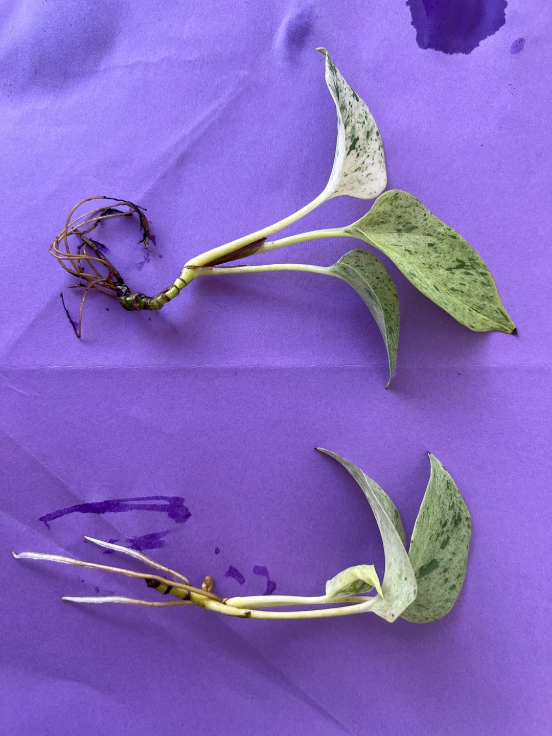 Marble Queen Pothos Cuttings