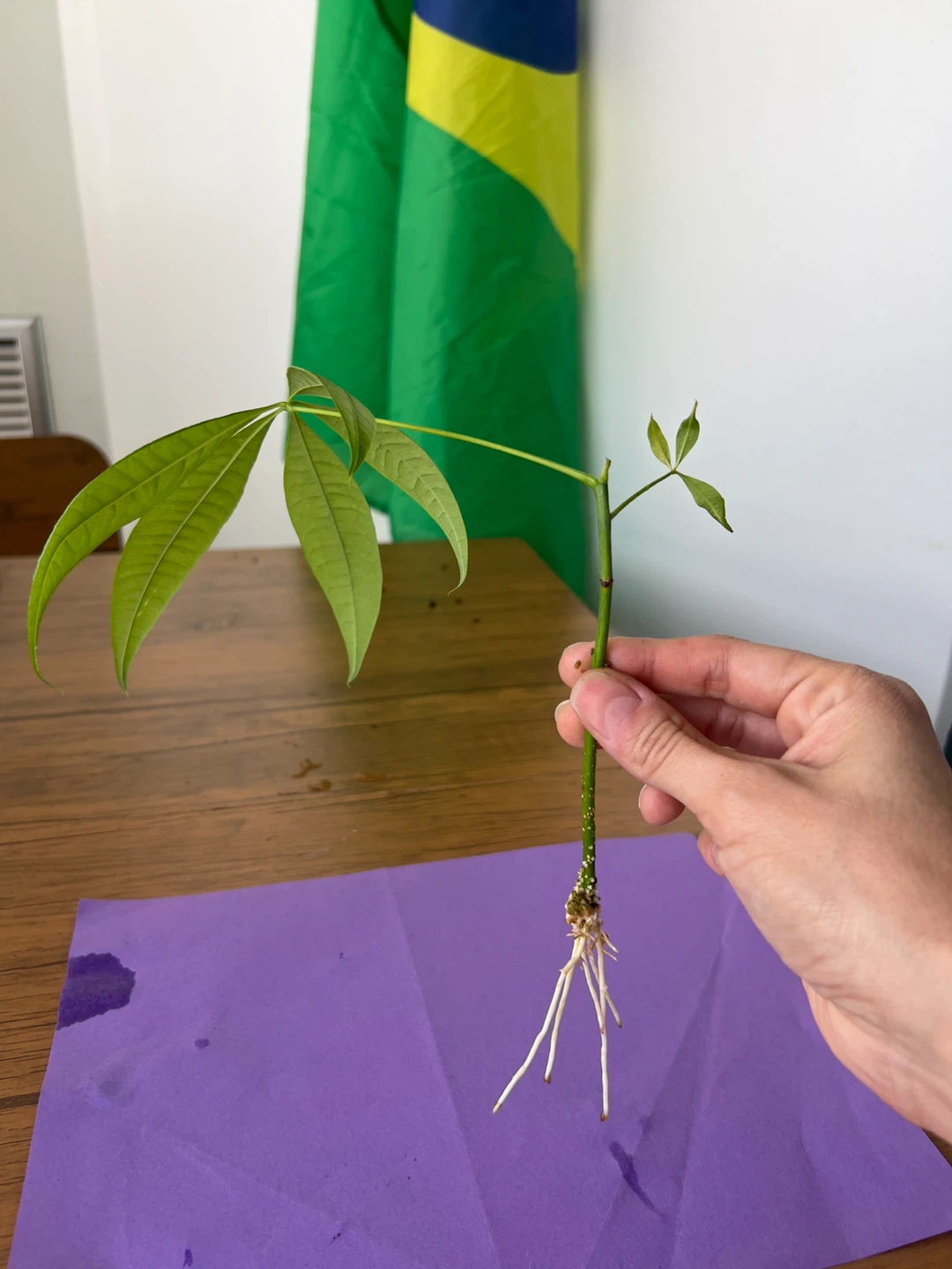 Money Tree Cutting with Roots - photo 2