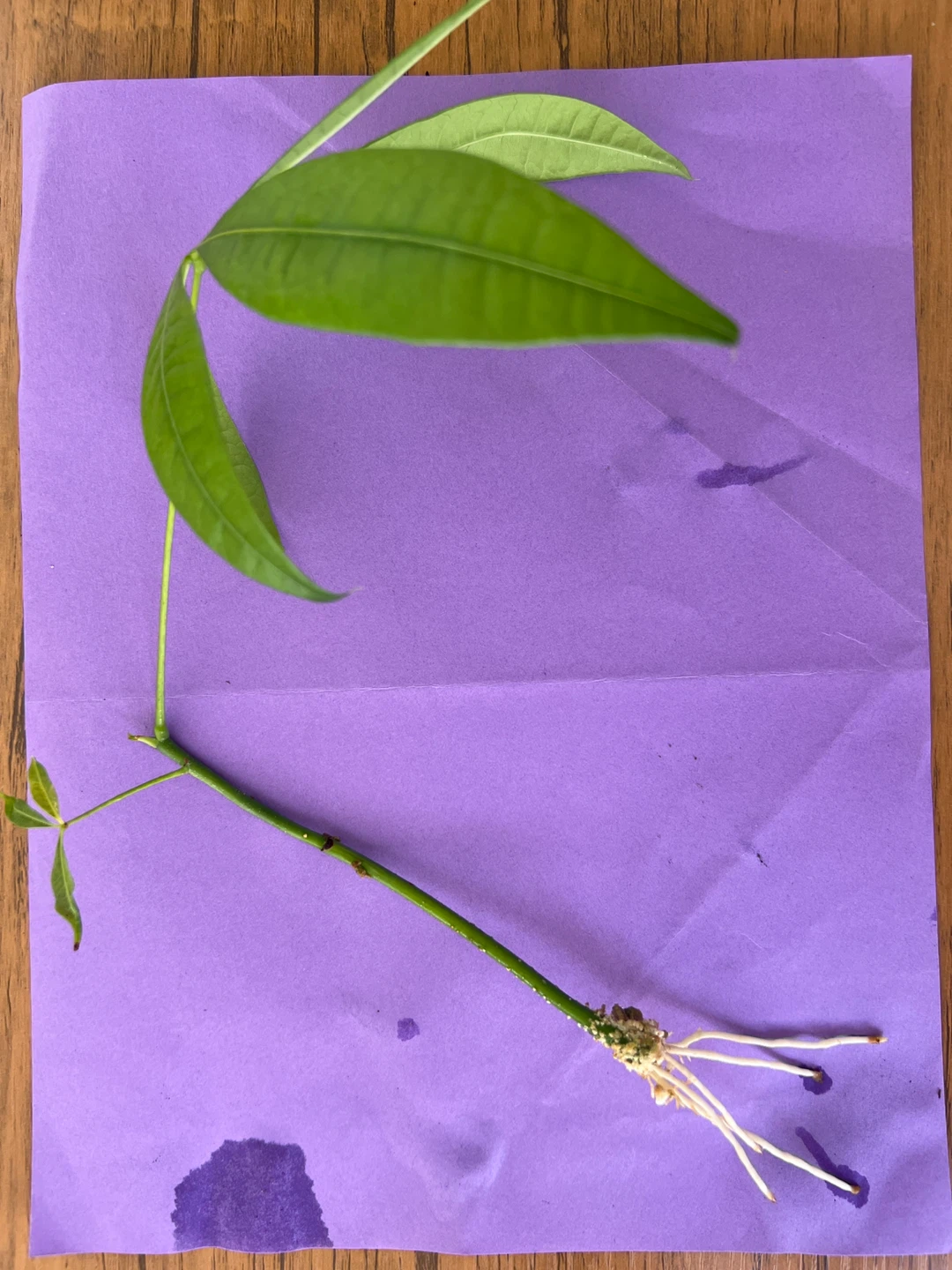 Money Tree Cutting with Roots
