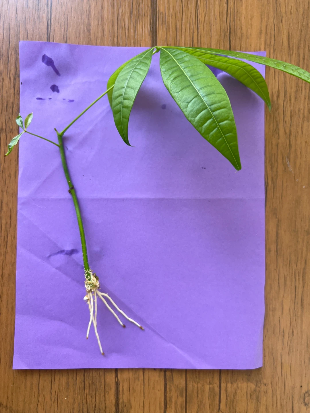 Money Tree Cutting with Roots - photo 3