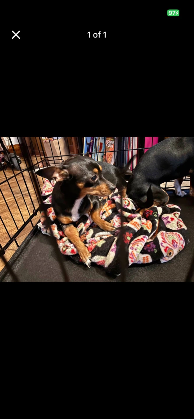 Decorative Dog Bed Blanket