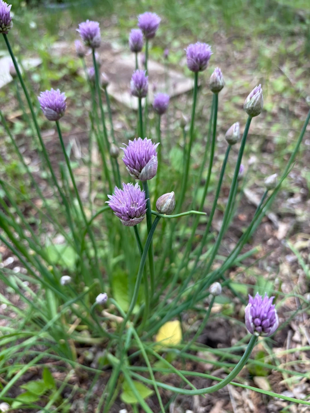 Chives Plant with Purple Flowers