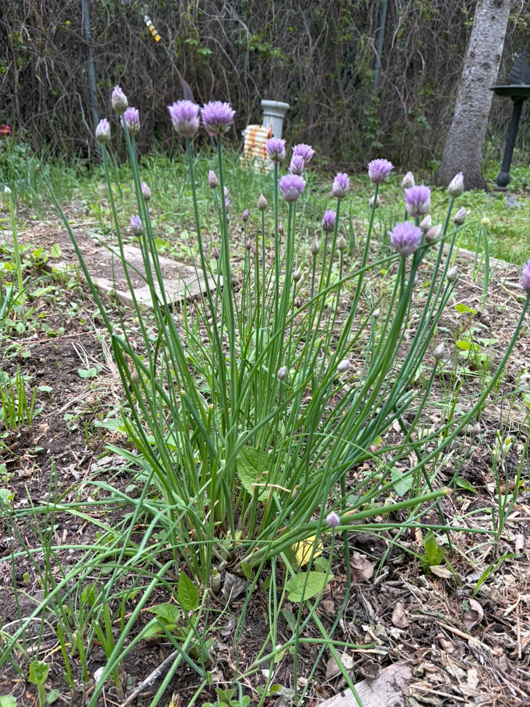 Chives Plant with Purple Flowers - photo 2