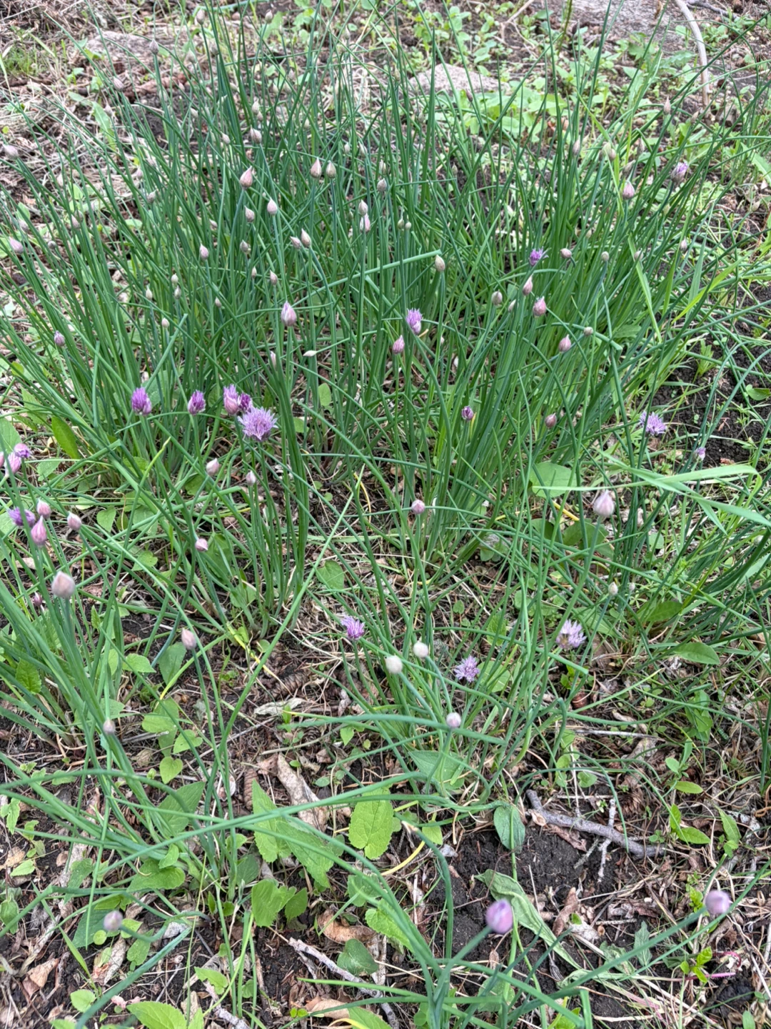 Chives Plant with Purple Flowers - photo 3