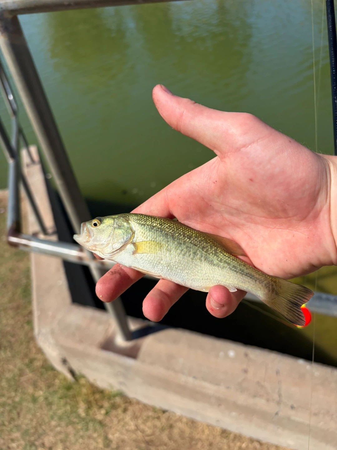 Small Bass Fish