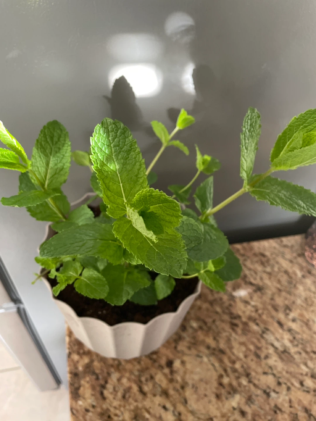 Potted Mint Plant - photo 2