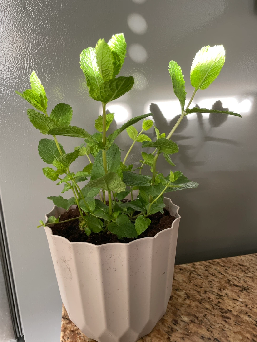 Potted Mint Plant