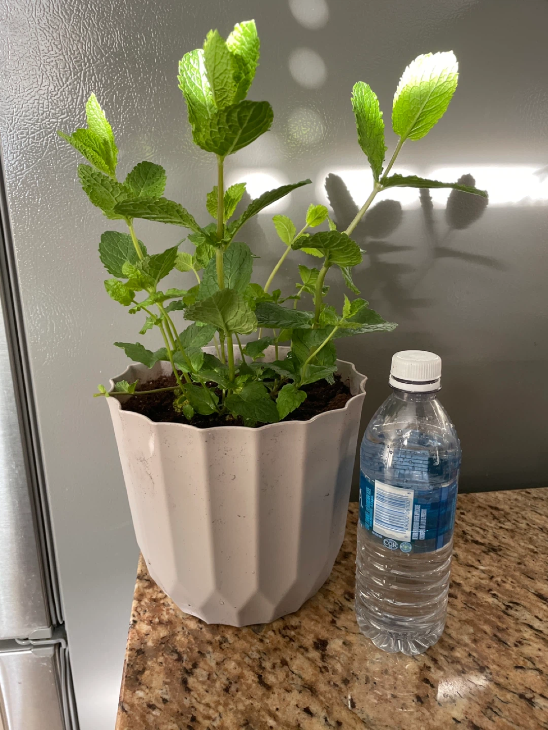 Potted Mint Plant - photo 3