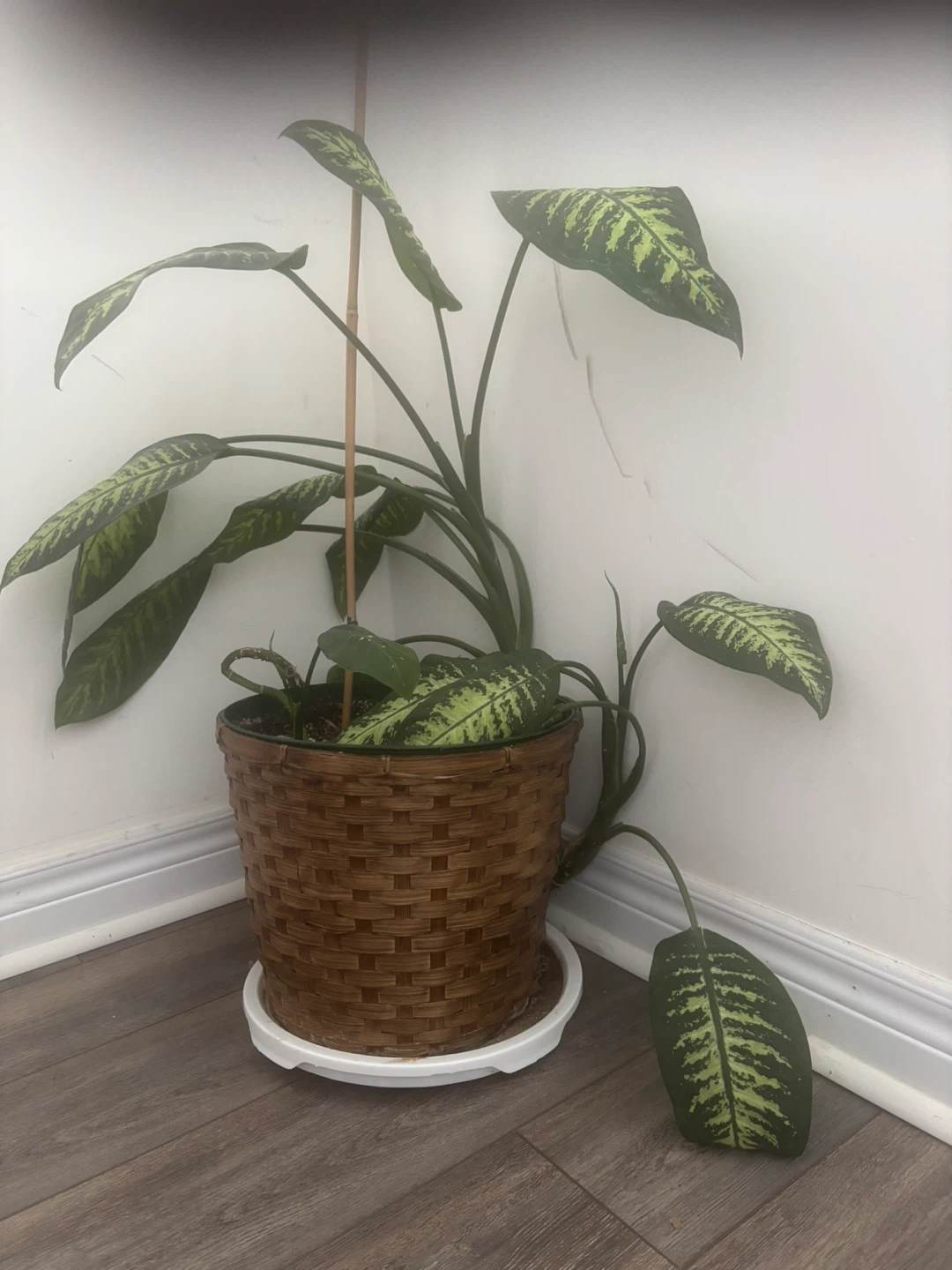 Assorted Indoor Plants - photo 2