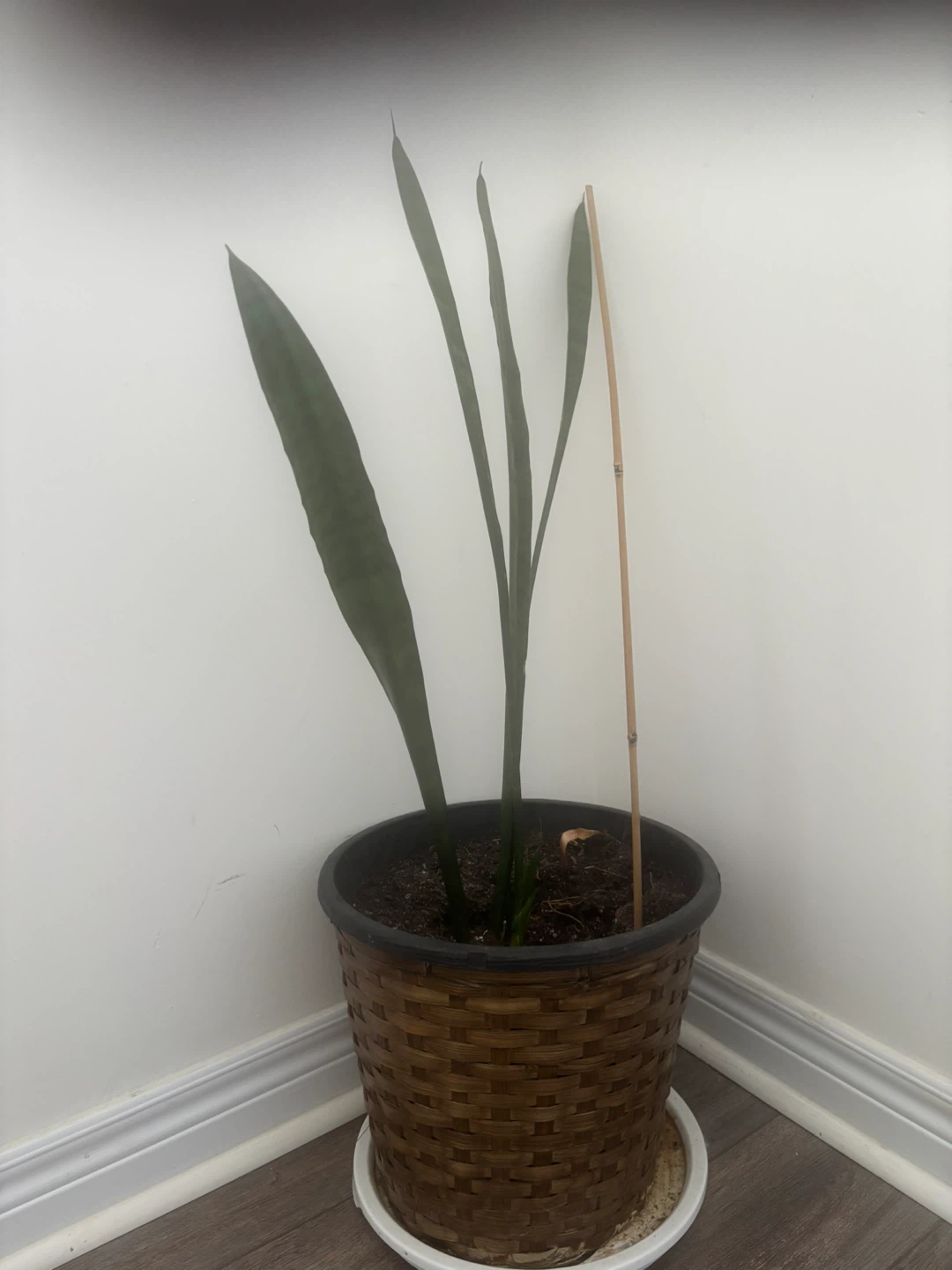 Assorted Indoor Plants - photo 4
