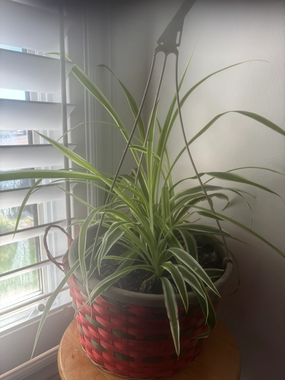 Assorted Indoor Plants - photo 3