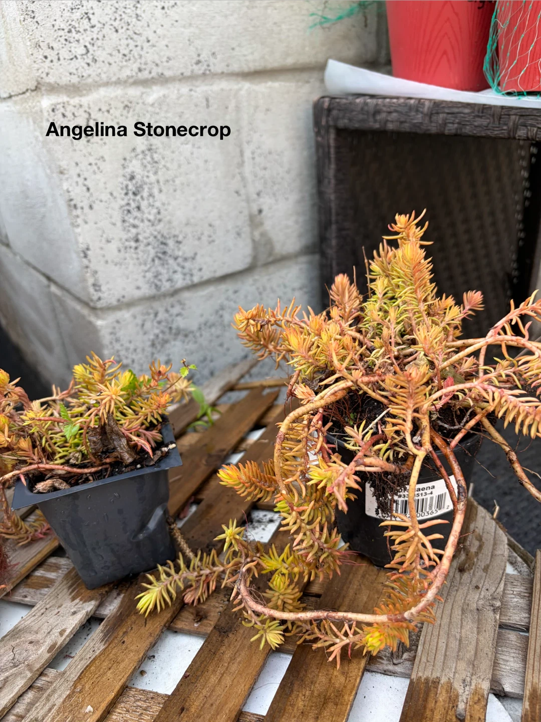 Angelina Stonecrop Plant
