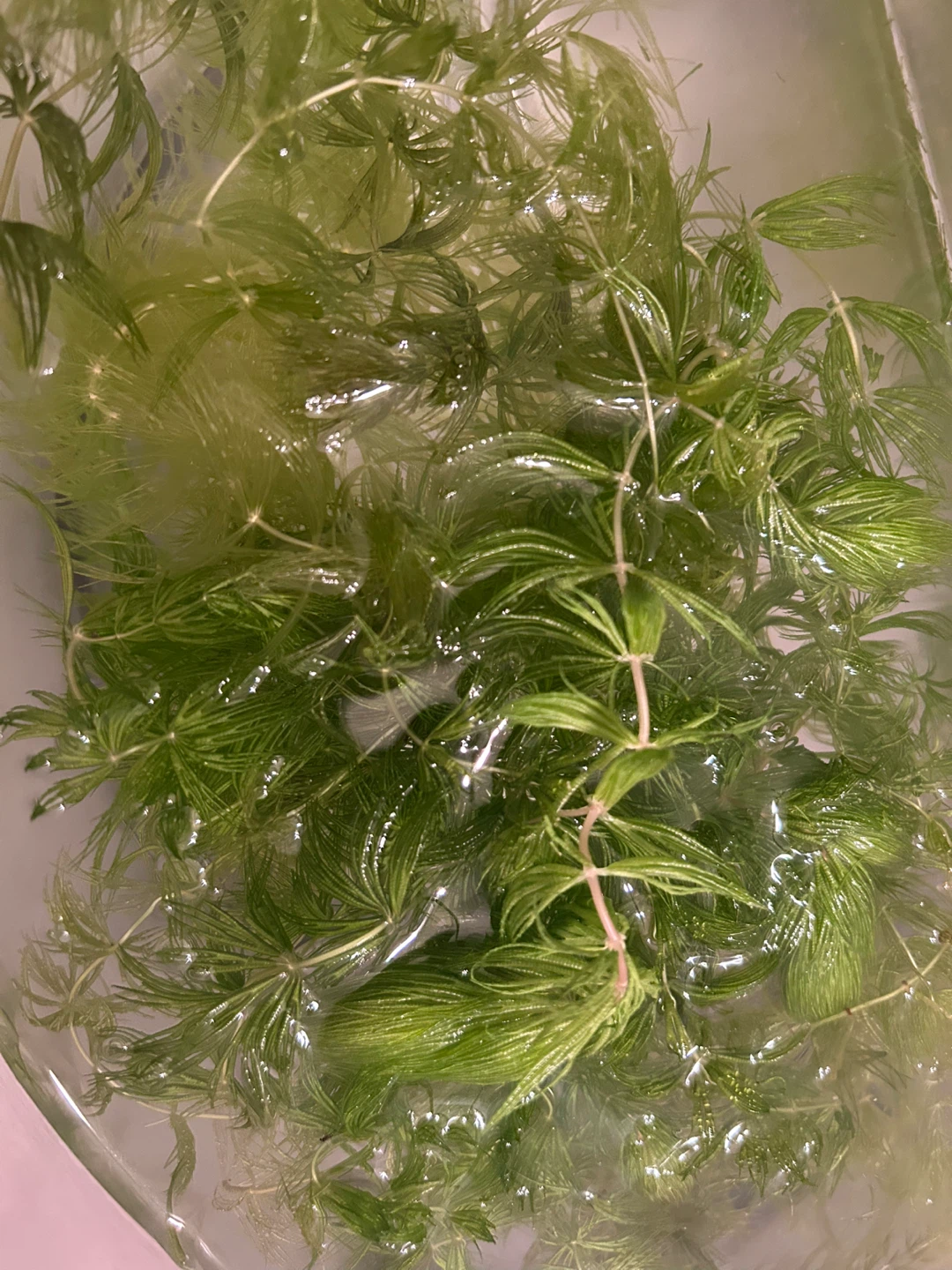 Hornwort