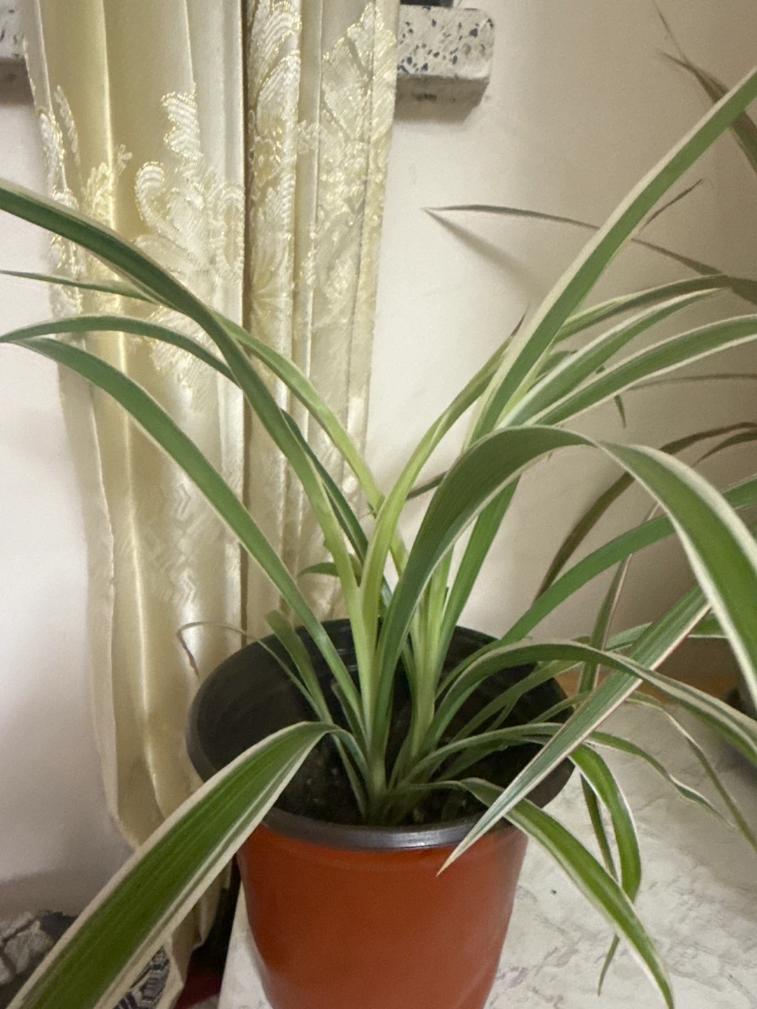 Spider Plant in Pot