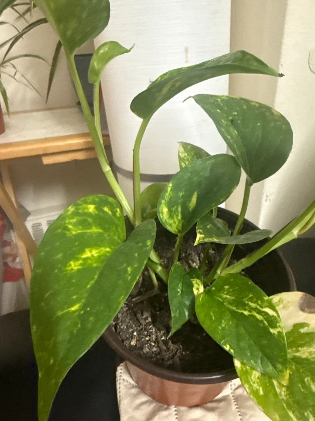 Pothos Plant