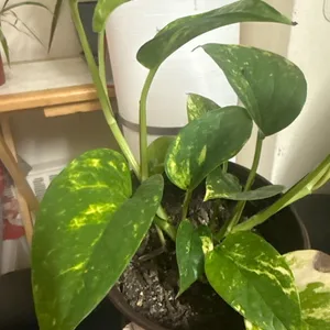 Pothos Plant
