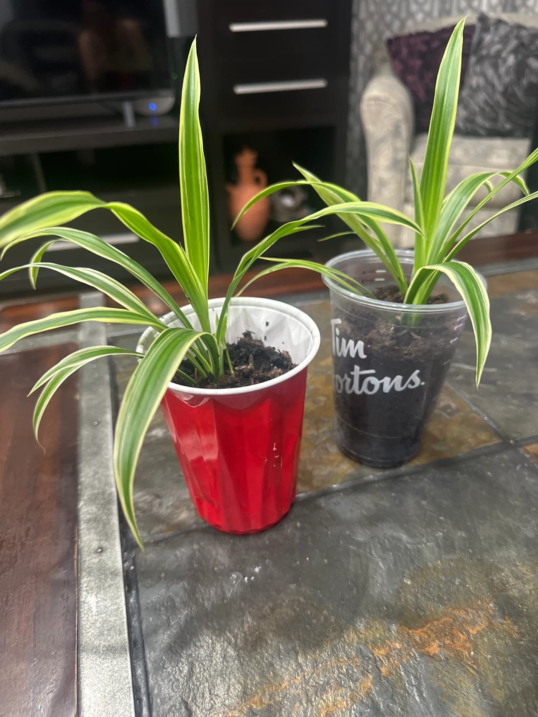 Spider Plant Pups