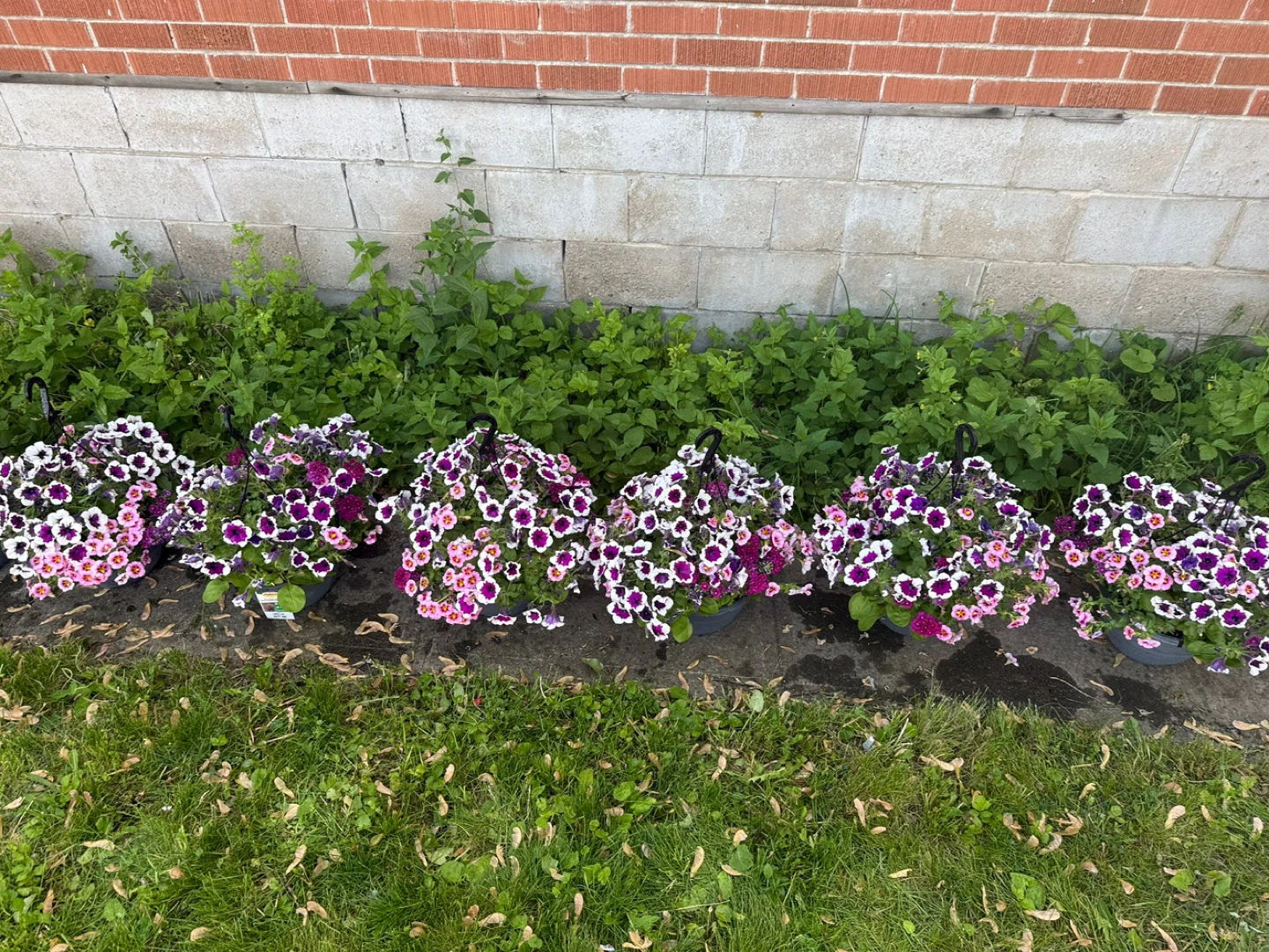 Hanging basket with purple and white flowers