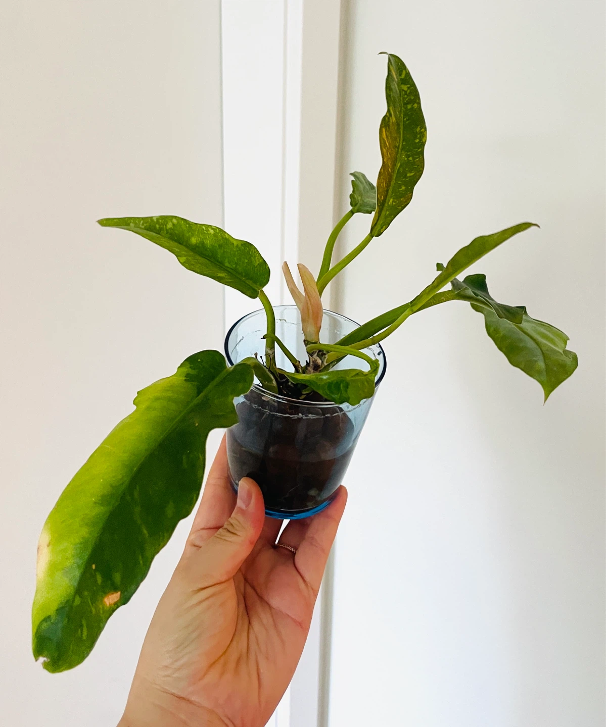 Philodendron Ring of Fire + Art Postcard Gift Set