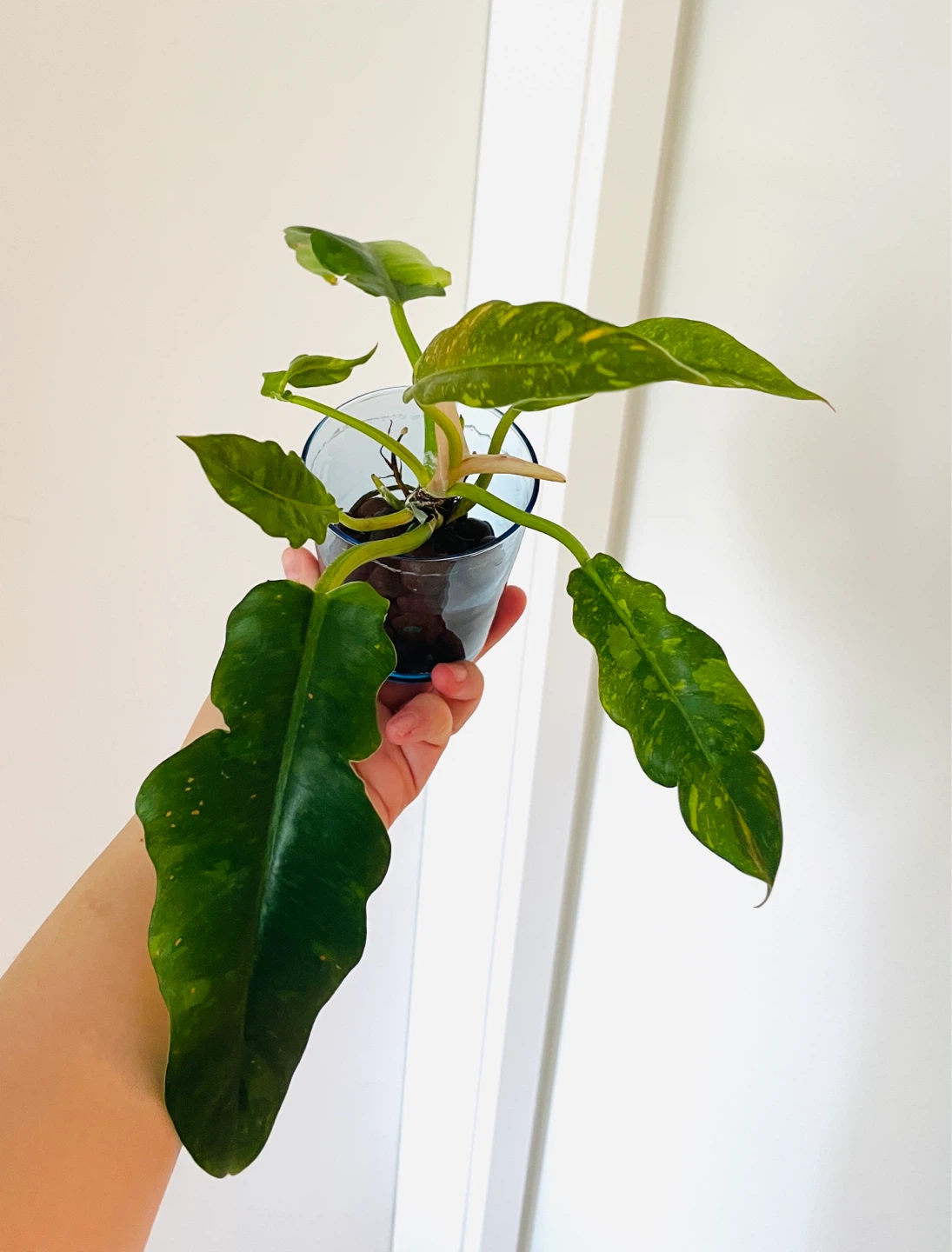 Philodendron Ring of Fire + Art Postcard Gift Set - photo 2