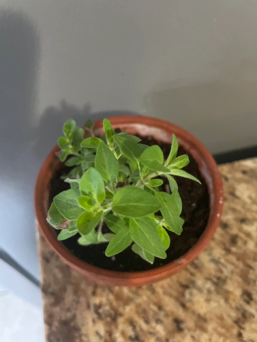 Potted Herb oregano Plant - photo 2