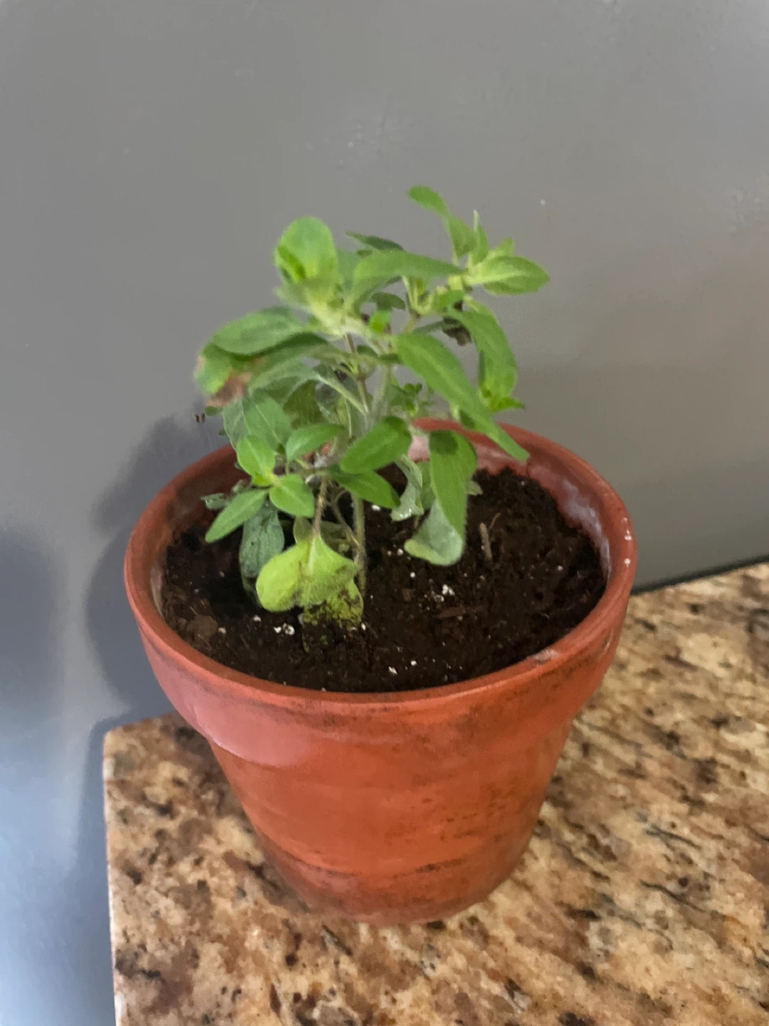 Potted Herb oregano Plant