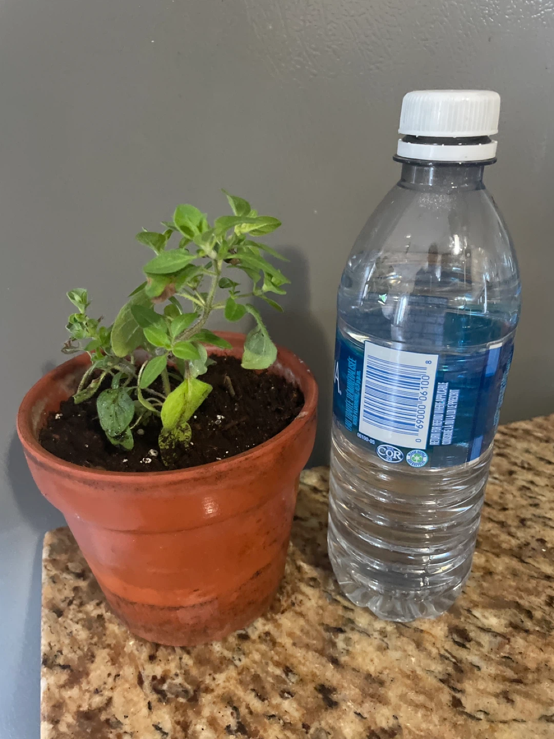 Potted Herb oregano Plant - photo 3