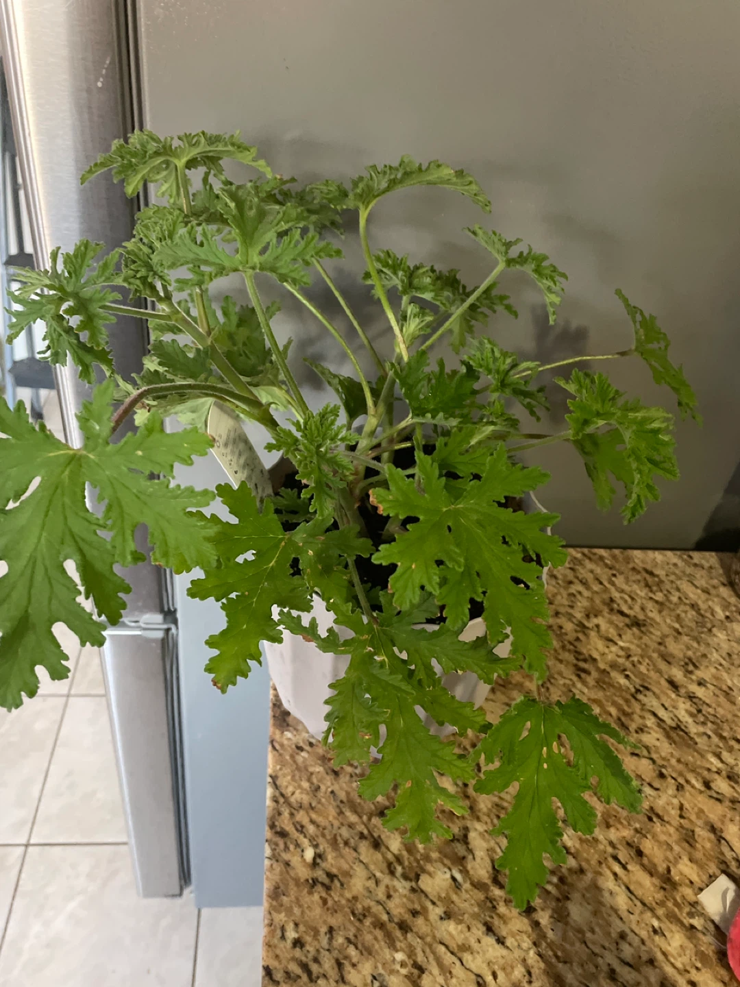 Potted Citronella Plant
