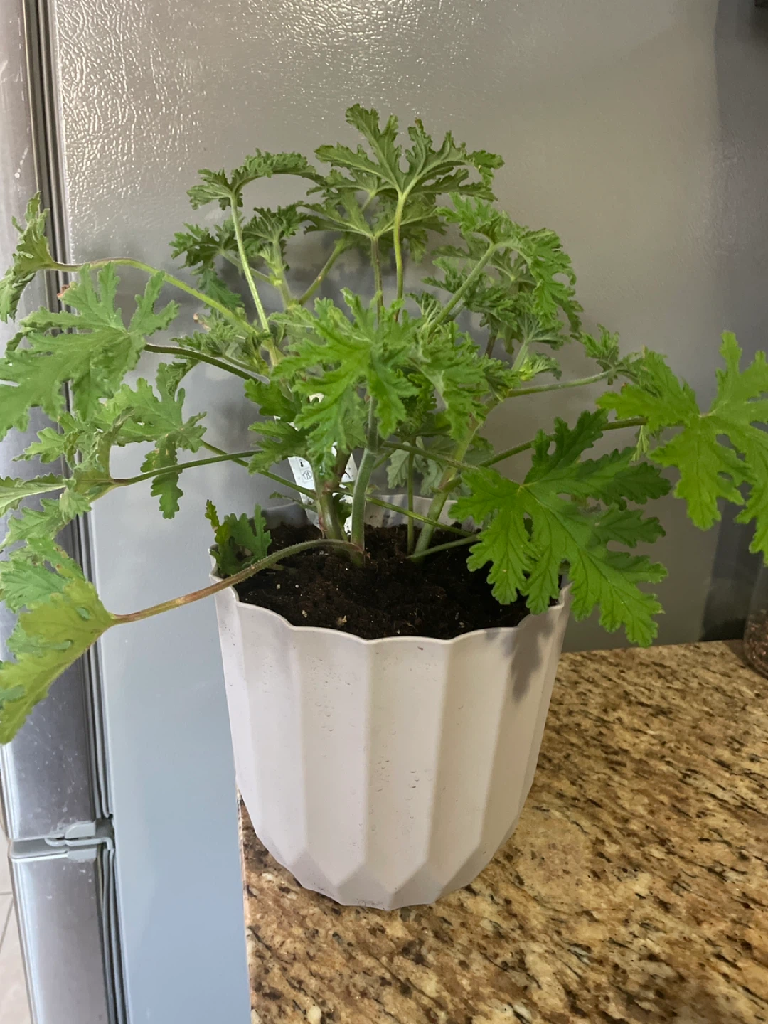 Potted Citronella Plant - photo 2