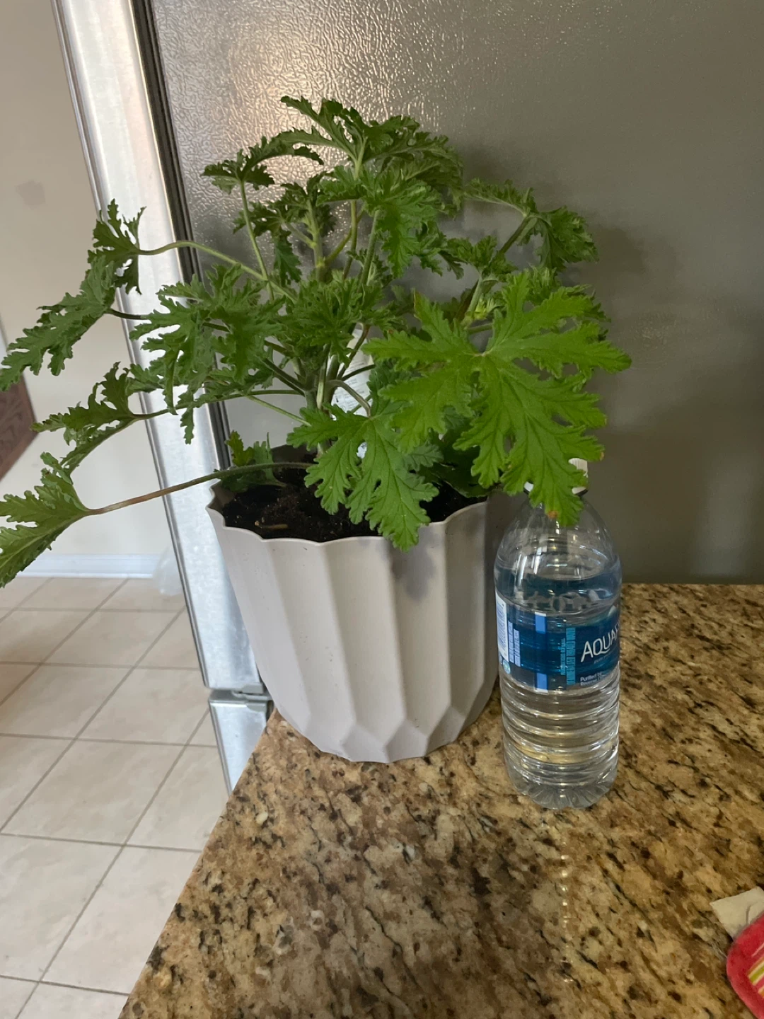 Potted Citronella Plant - photo 3