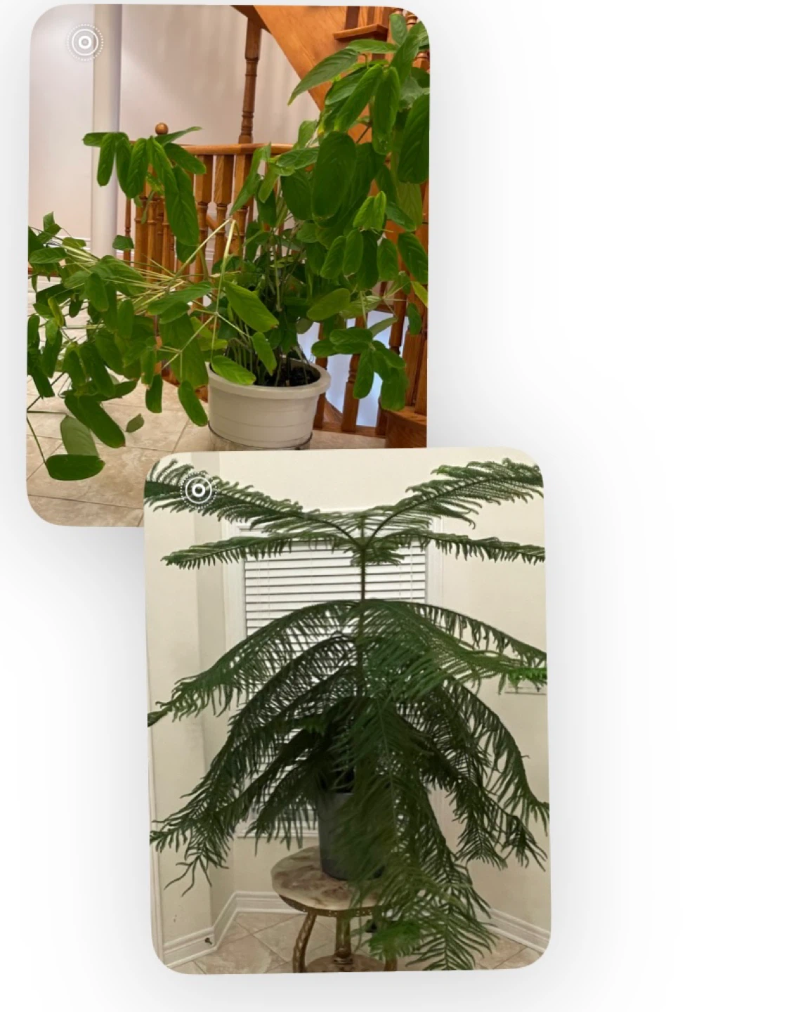 Norfolk Island Pine Tree two for $50 - photo 3
