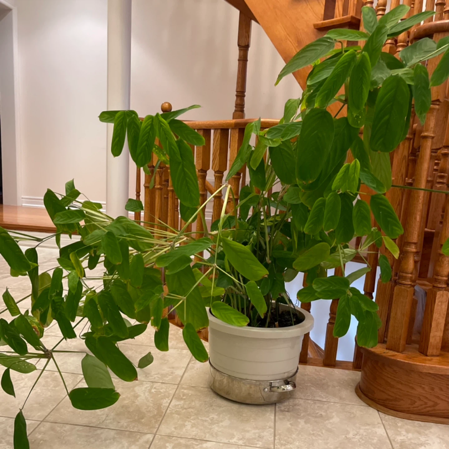 Norfolk Island Pine Tree two for $50 - photo 2