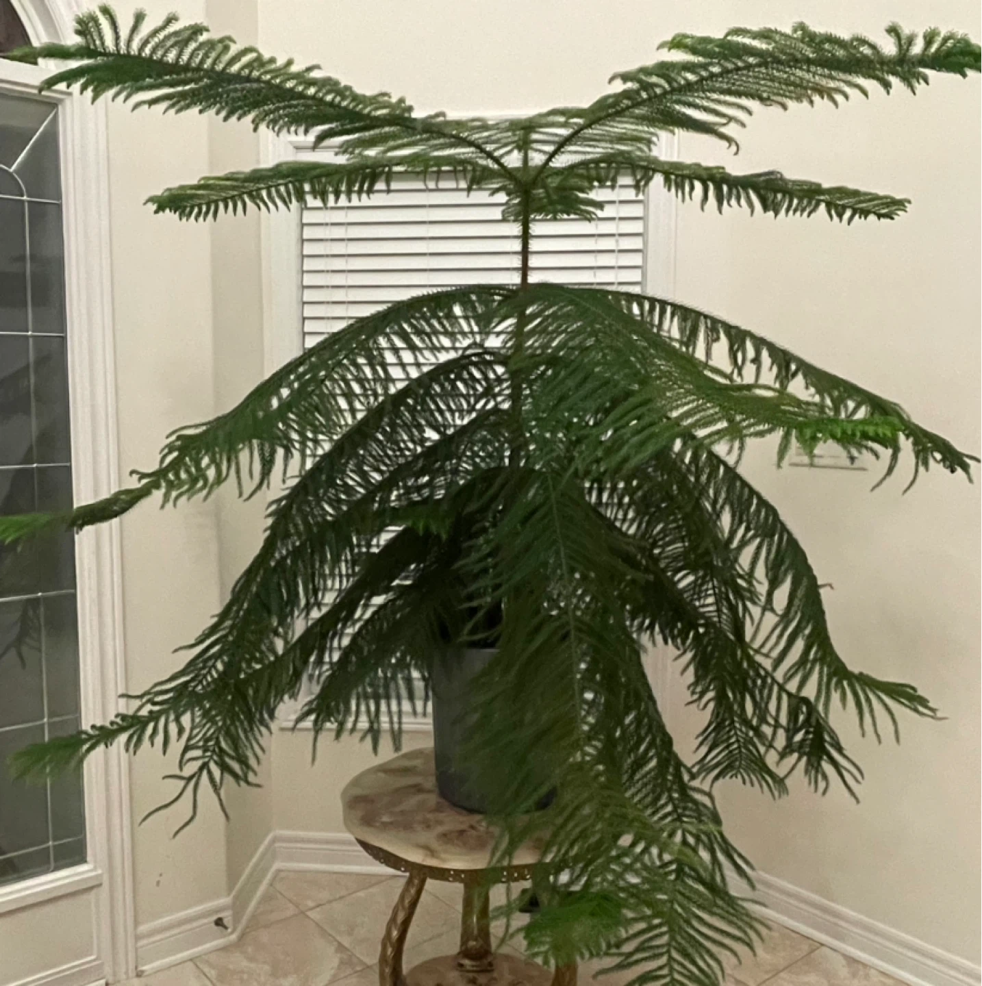 Norfolk Island Pine Tree two for $50