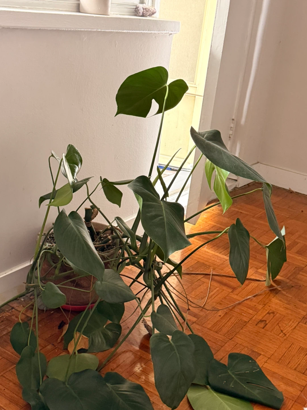 Monstera Plant