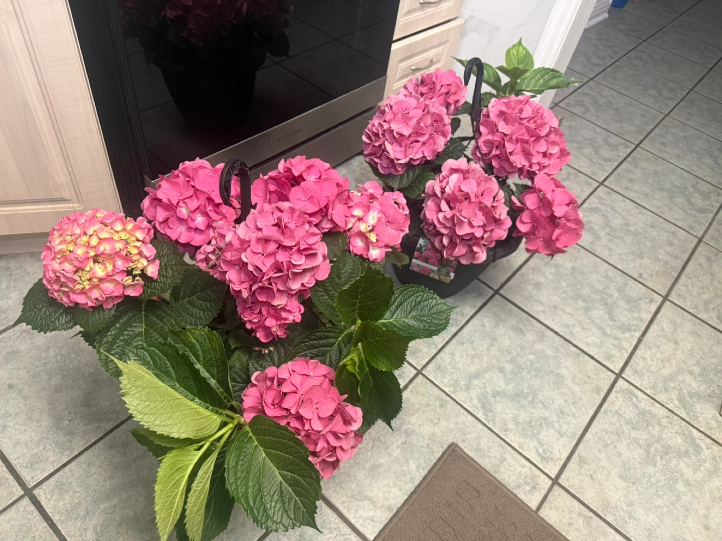 Pink Hydrangea Plants - photo 2