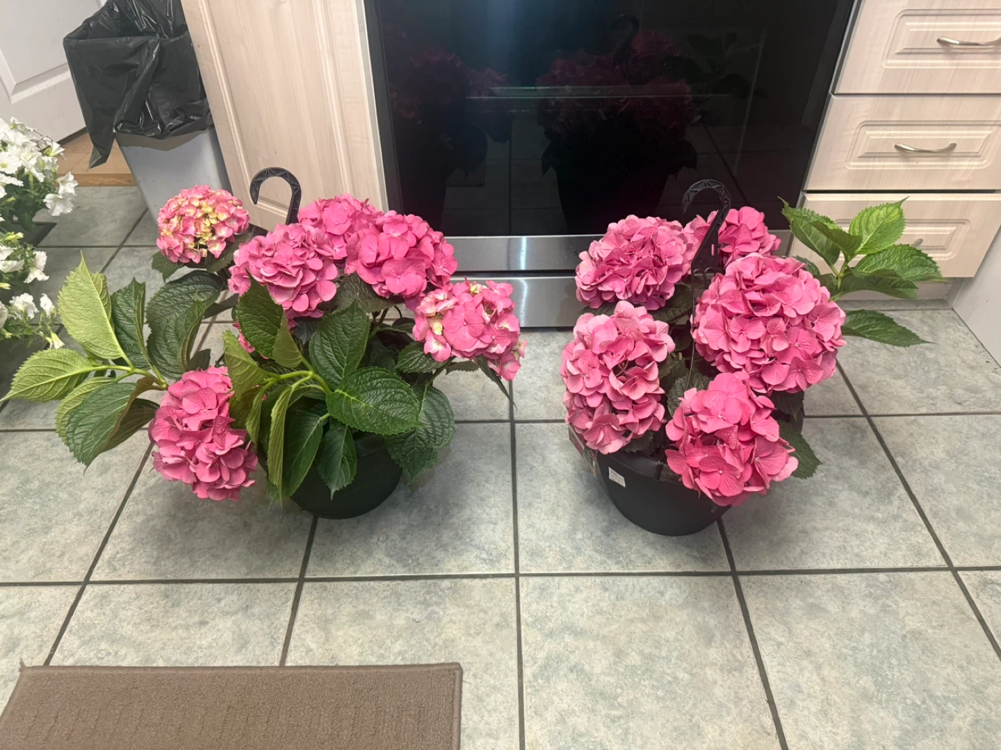 Pink Hydrangea Plants