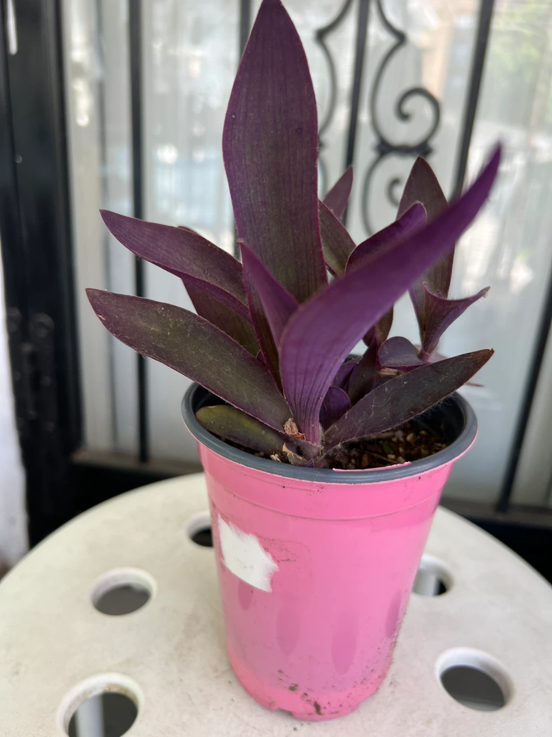 Purple Heart Plant in Pink Pot