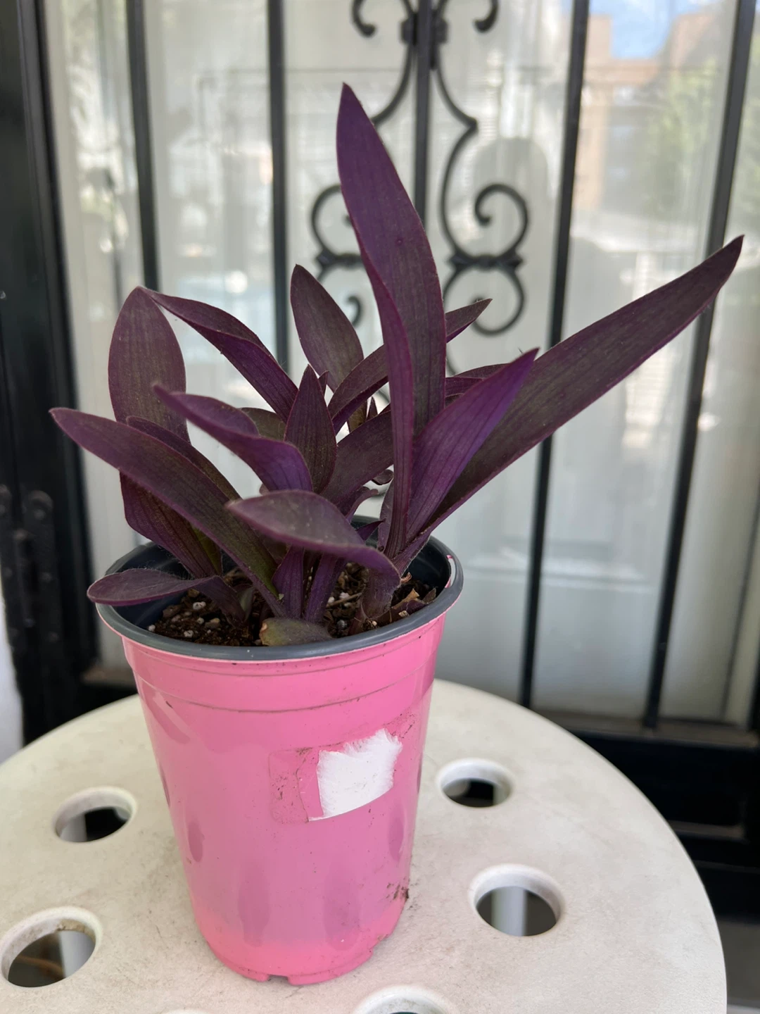 Purple Heart Plant in Pink Pot - photo 4