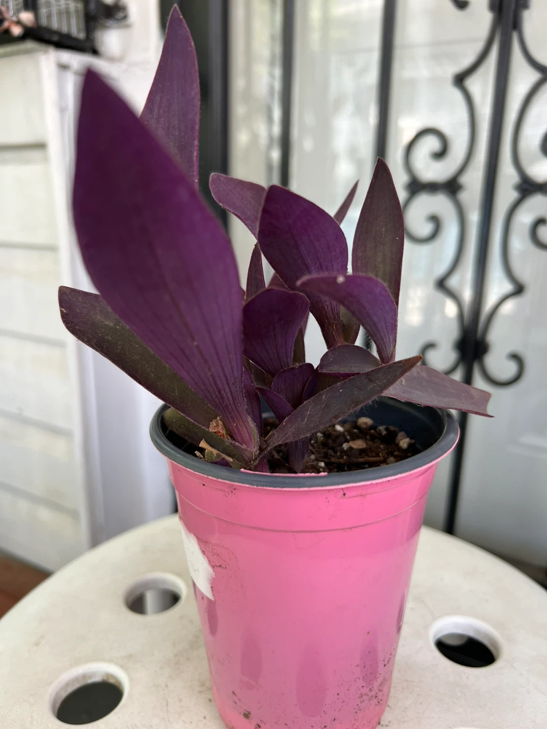 Purple Heart Plant in Pink Pot - photo 2