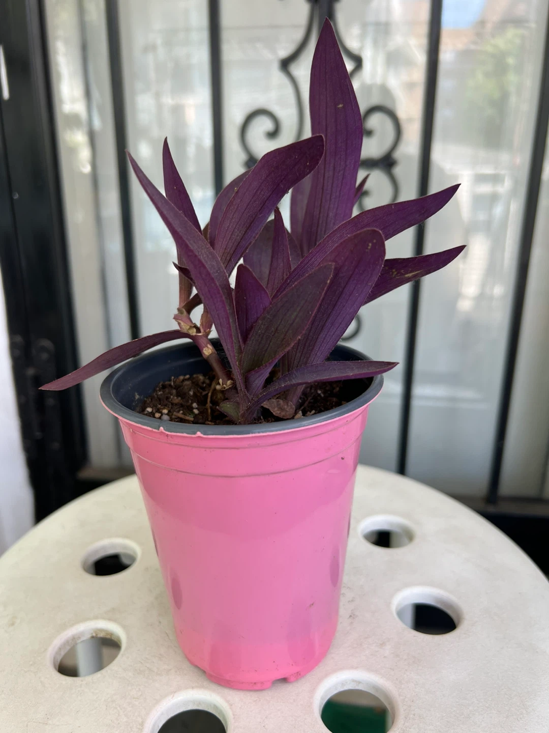 Purple Heart Plant in Pink Pot - photo 3