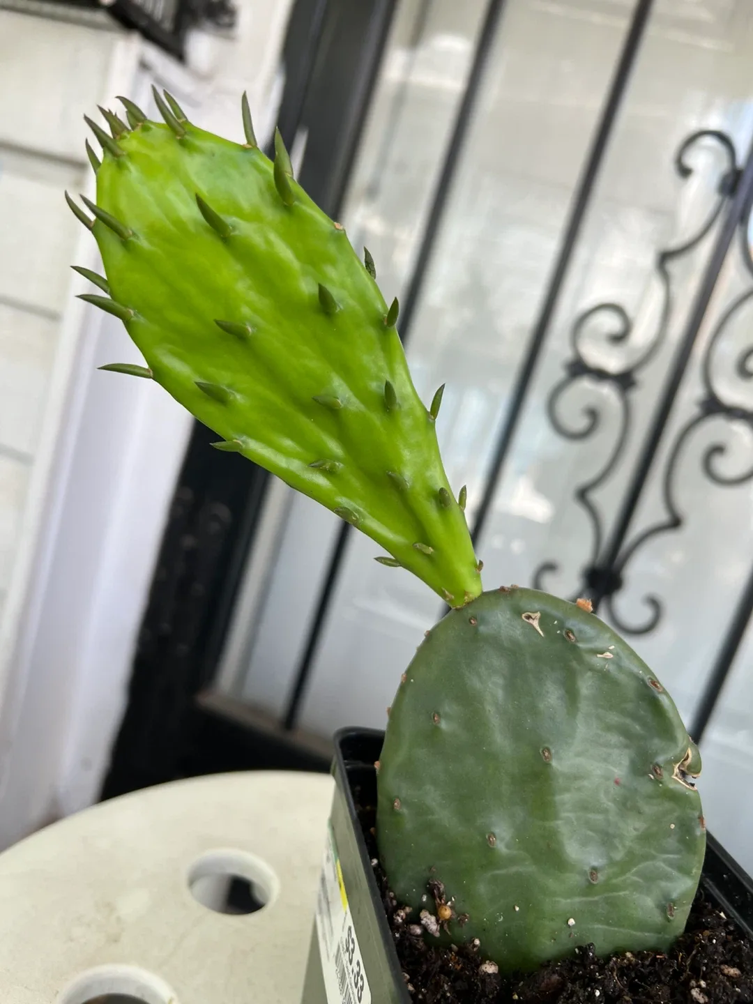 Opuntia Cactus Plant