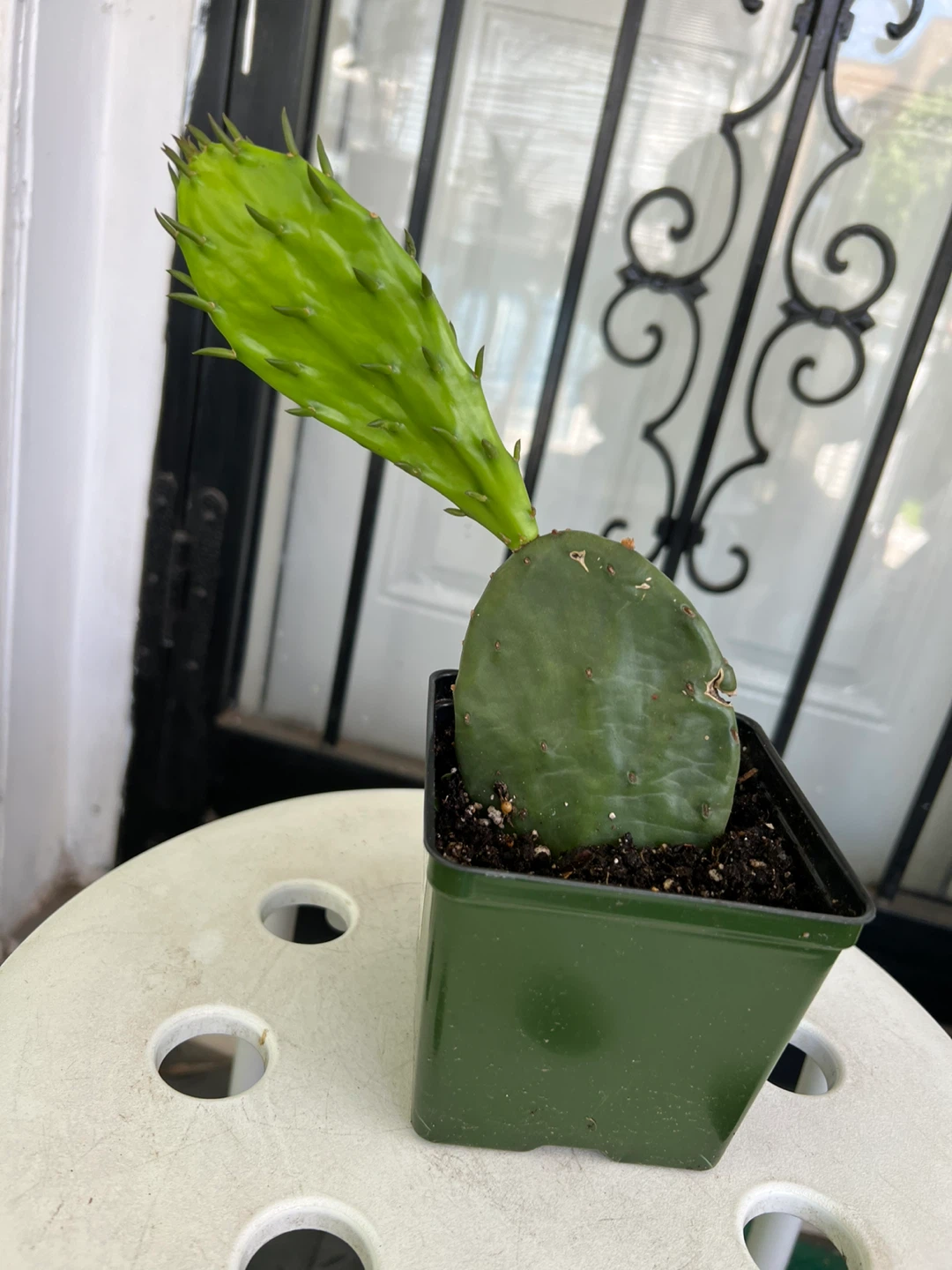 Opuntia Cactus Plant - photo 3