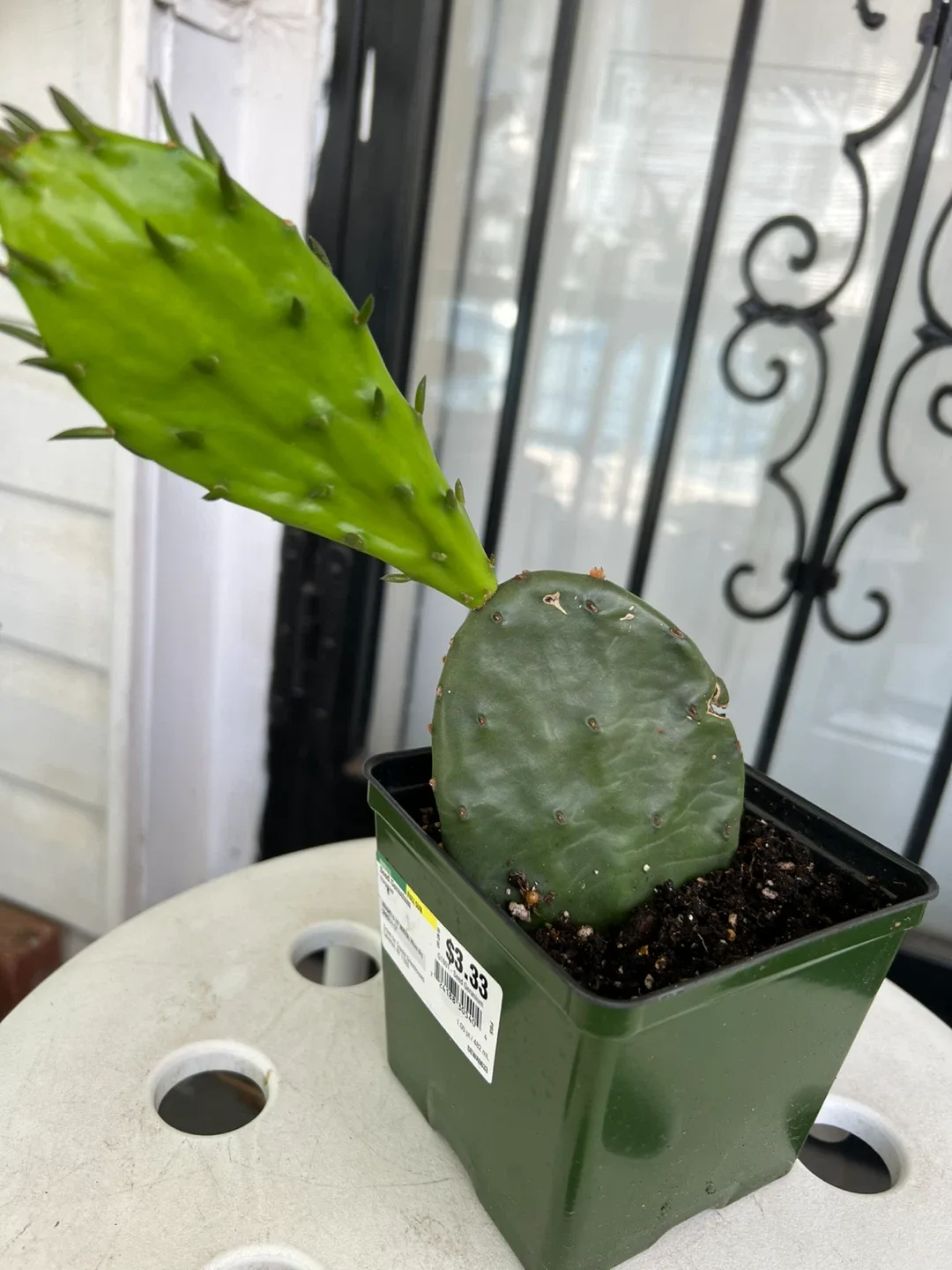 Opuntia Cactus Plant - photo 2