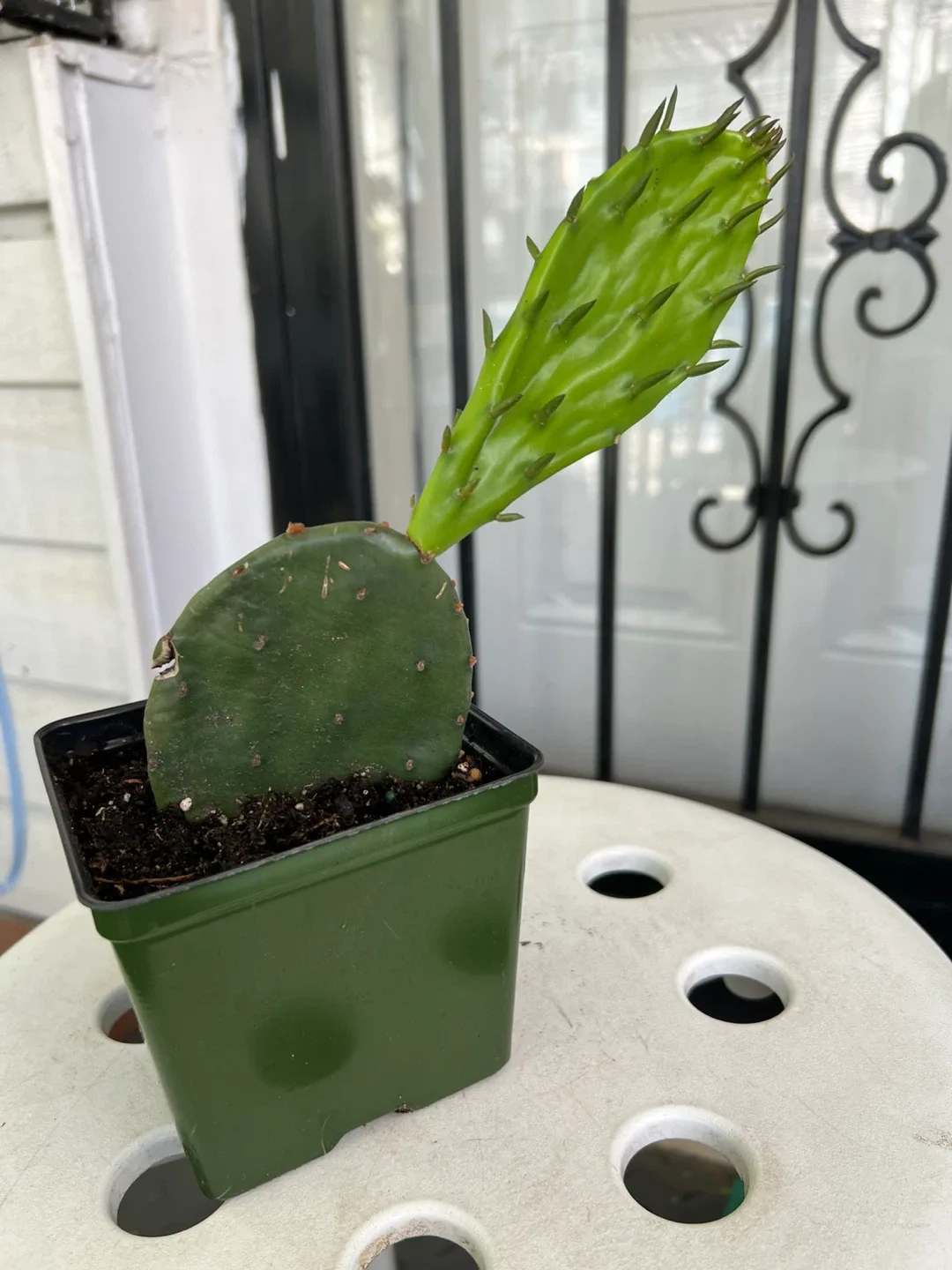 Opuntia Cactus Plant - photo 5