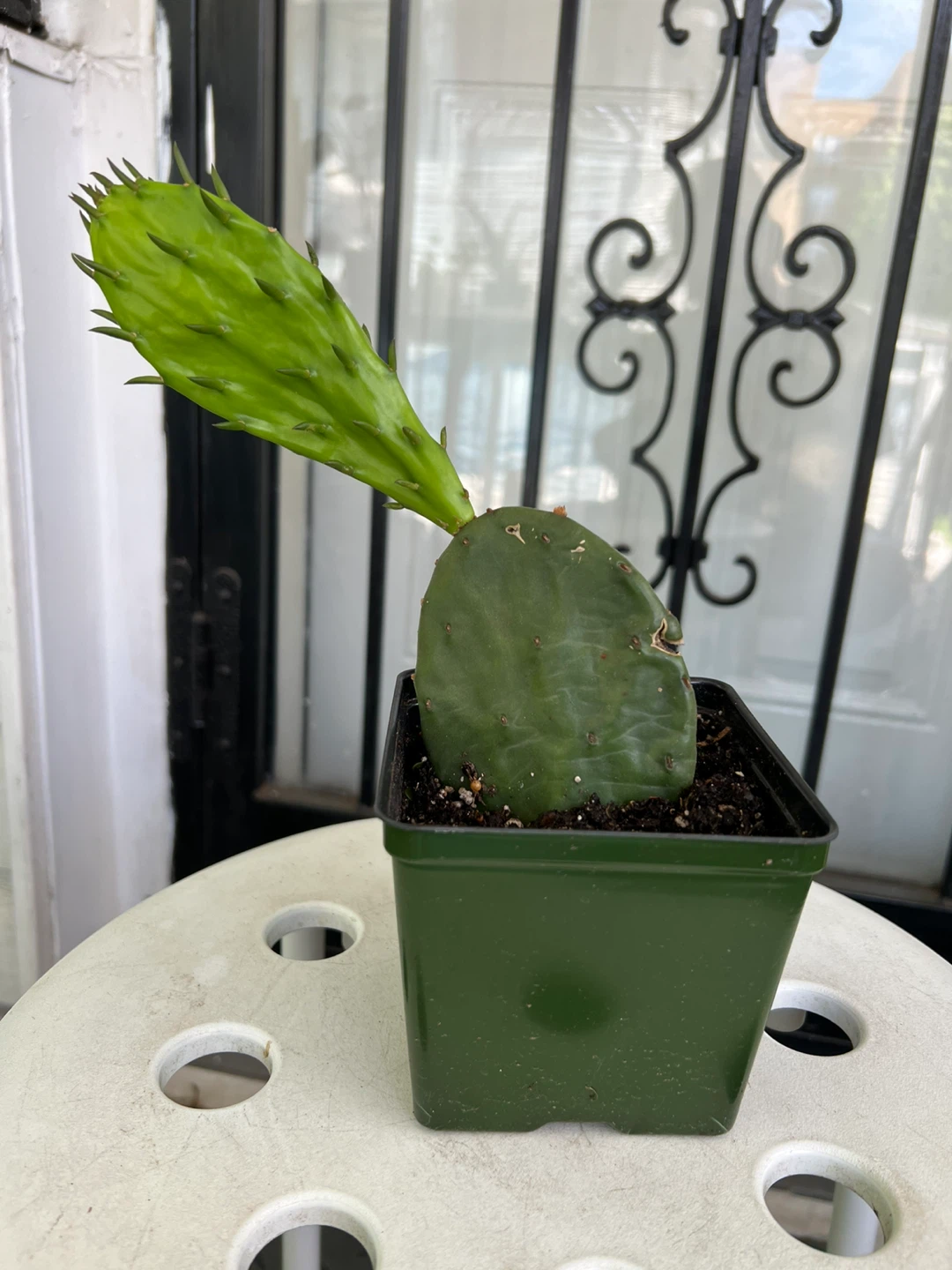 Opuntia Cactus Plant - photo 4
