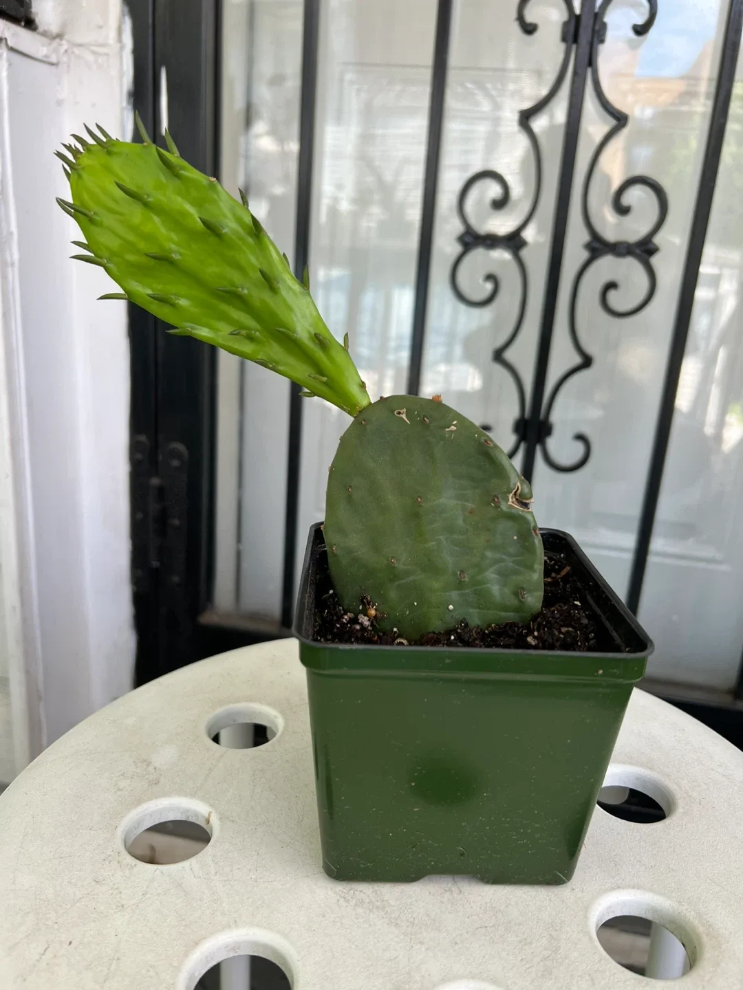 Opuntia Cactus Plant - photo 4