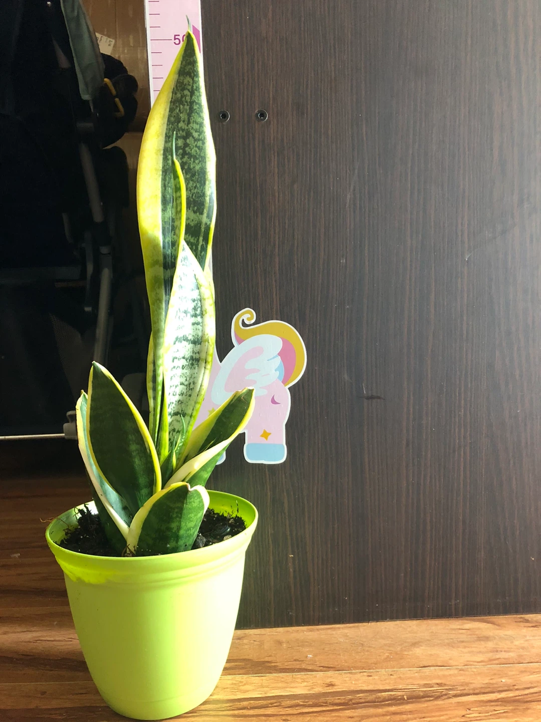 Snake Plant in Green Pot - photo 2